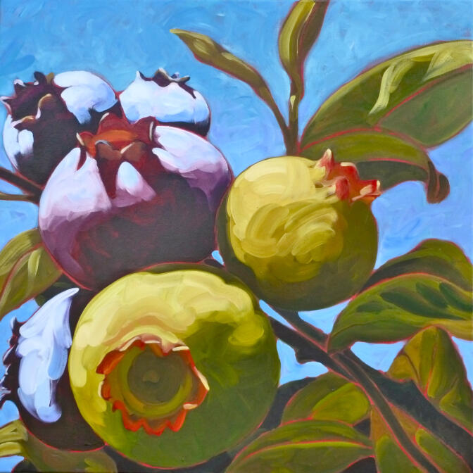 Blueberries 24 x 24 Acrylic